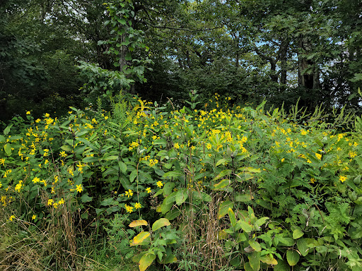 National Park «Shenandoah National Park», reviews and photos
