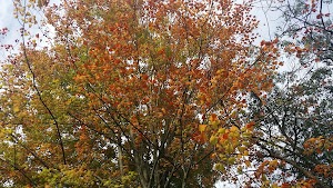 Angelica Creek Park - photo 73