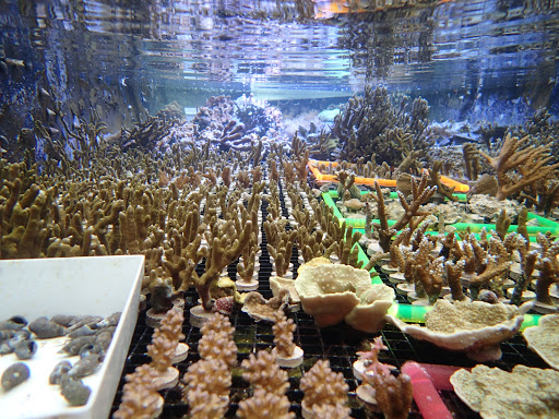 Aquarium «Reef Systems Coral Farm Inc», reviews and photos, 8459 Peter Hoover Rd, New Albany, OH 43054, USA