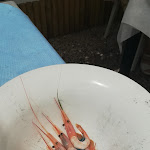 Photo n°2 de l'avis de LuCa. fait le 10/07/2021 à 18:30 sur le  L’Angolo delle Meduse à Isola Sacra