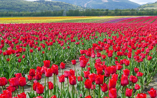 Florist «June Florist», reviews and photos, 8607 18th Ave, Brooklyn, NY 11214, USA