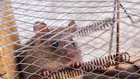 Family Pest Control - Photo 3 - Car repair in San Antonio, TX, Houston