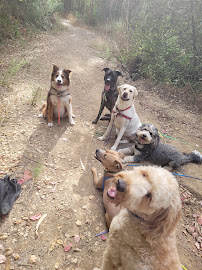 K Lynn's K9s and Kitty Care - Photo 9 - Car repair in , Oakland