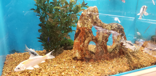 Pet Supply Store «PetSmart», reviews and photos, 1462 Jeffreys Rd, Rocky Mount, NC 27804, USA