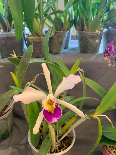Ogata Orchids