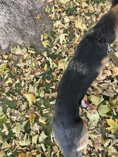 Dog Day Care Center «K9 Behavior UT, LLC», reviews and photos, 1458 Main St, Salt Lake City, UT 84115, USA