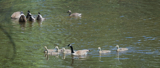 Historical Landmark «Kykuit, the Rockefeller Estate», reviews and photos, 381 N Broadway, Sleepy Hollow, NY 10591, USA