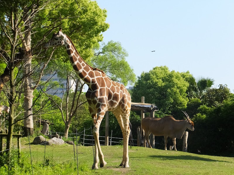 アフリカサバンナゾーン