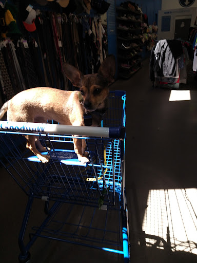 Thrift Store «Thunderbird & Dysart Goodwill Retail Store & Donation Center», reviews and photos, 13055 W Thunderbird Rd, El Mirage, AZ 85335, USA