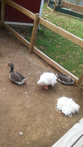 Zoo «Little Rock Zoo», reviews and photos, 1 Zoo Dr, Little Rock, AR 72205, USA