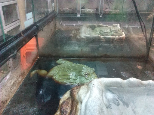 Reptile Store «The House Of Reptiles», reviews and photos, 5501-1 Beach Blvd, Jacksonville, FL 32207, USA