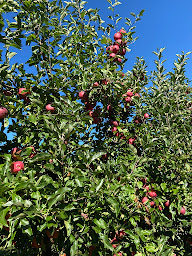 Photo n°20 de Cueillette de Viltain à Saclay ()