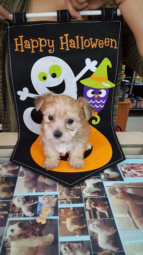 Pet Store «Acuario Piscis», reviews and photos, 3040 W Cermak Rd, Chicago, IL 60623, USA