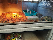 V.I. Pets - Photo 3 - Car repair in Holland, MI, Holland