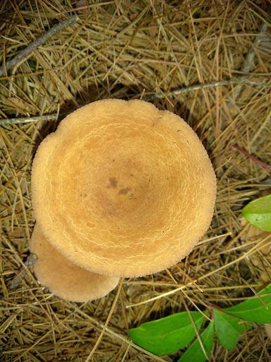 Dog Park «Andover dog park», reviews and photos, 288 High Plain Rd, Andover, MA 01810, USA