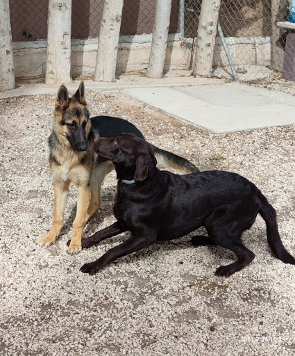Adiestramiento canino en Murcia Latana