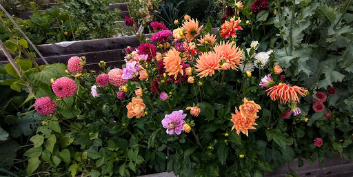 McLaren Park Community Garden