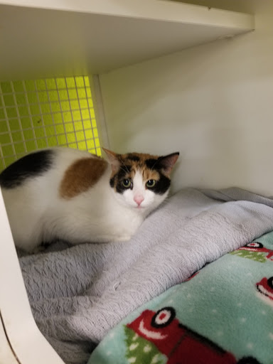 Pet Supply Store «Petco Animal Supplies», reviews and photos, 2910 Wilshire Blvd, Santa Monica, CA 90403, USA