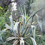 Photo n°7 de l'avis de Anita.i fait le 10/08/2019 à 06:36 sur le  Ristorante Nove à Alassio