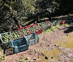 Pimpollos Club Campestre photo