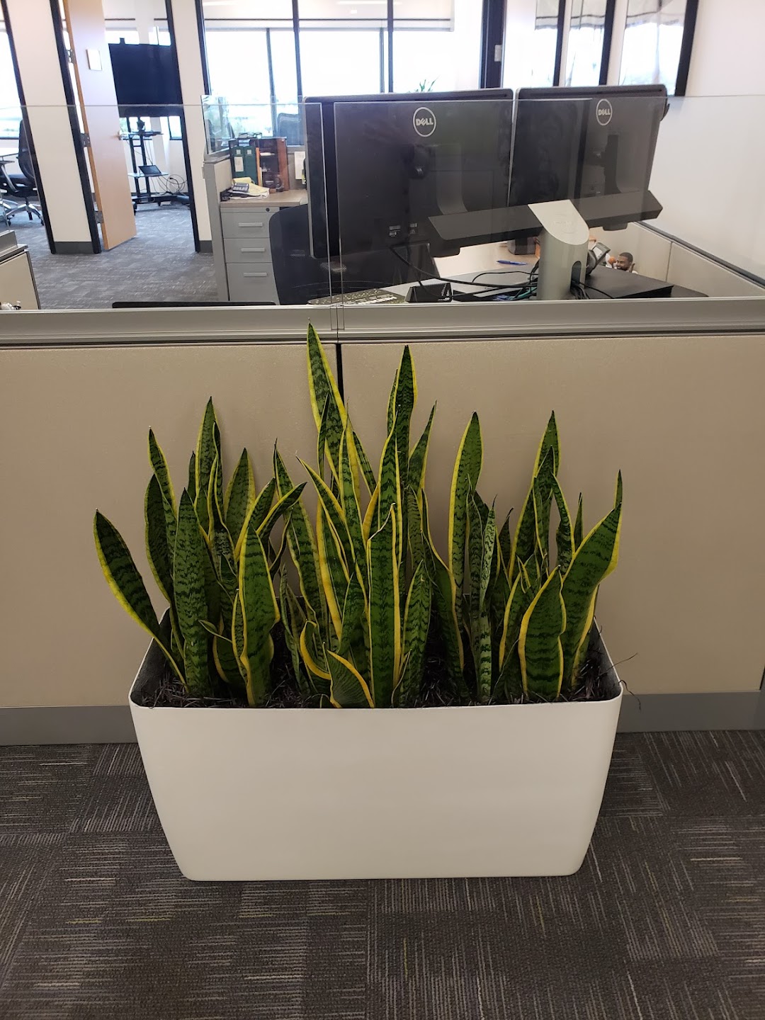 Evergreen Plant Service