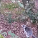 Photo n° 1 de l'avis de Marie-Claude.O fait le 31/10/2017 à 22:02 pour Spaycific Zoo à Spay