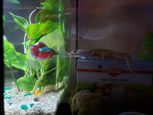 Pet Store «Exotic Fish», reviews and photos, 406 Northside Dr # F, Valdosta, GA 31602, USA