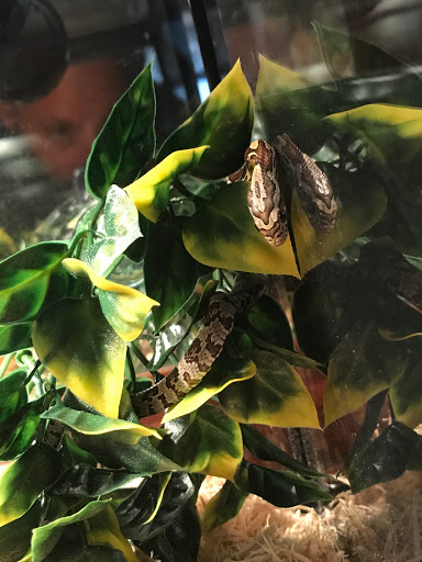 Pet Supply Store «PetSmart», reviews and photos, 1391 S Commons Dr, Myrtle Beach, SC 29588, USA