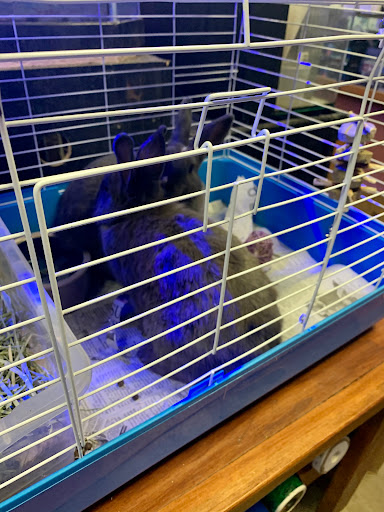 Aquarium «Tropical Treasures», reviews and photos, 3502 W Greenway Rd Suite 7, Phoenix, AZ 85053, USA