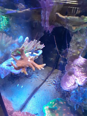 Treasures of the Sea - photo 52