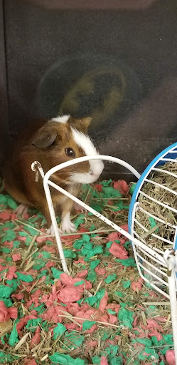 Pet Supply Store «PetSmart», reviews and photos, 5890 Trussville Crossings Pkwy, Birmingham, AL 35235, USA