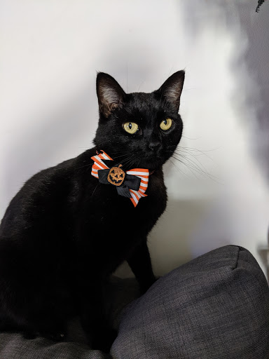 Downey Veterinary Hospital image