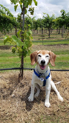 Vineyard «Canadian River Vineyard and Winery LLC», reviews and photos, 7050 Slaughterville Rd, Lexington, OK 73051, USA