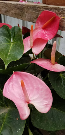 History Museum «Bush House Museum», reviews and photos, 600 Mission St SE, Salem, OR 97302, USA