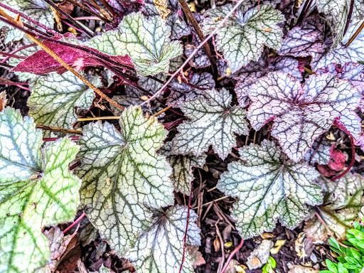 Nature Preserve «Shaw Nature Reserve», reviews and photos, 307 Pinetum Loop Rd, Gray Summit, MO 63039, USA