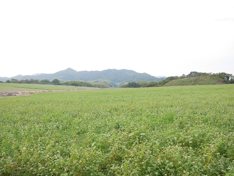 中山ソバ畑