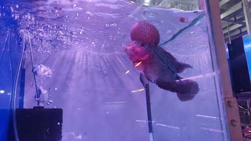 Top 2 cửa hàng cá kiểng Huyện A Lưới Thừa Thiên Huế 2022