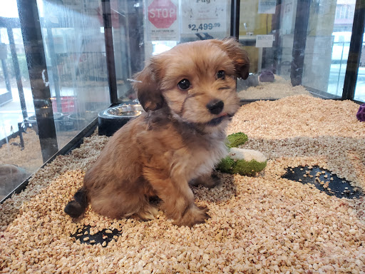 Pet Store «Critter Cabana - Wilsonville», reviews and photos, 8406 SW Main St #200, Wilsonville, OR 97070, USA