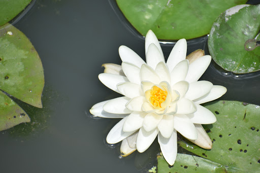 Art Museum «San Antonio Museum of Art», reviews and photos, 200 W Jones Ave, San Antonio, TX 78215, USA