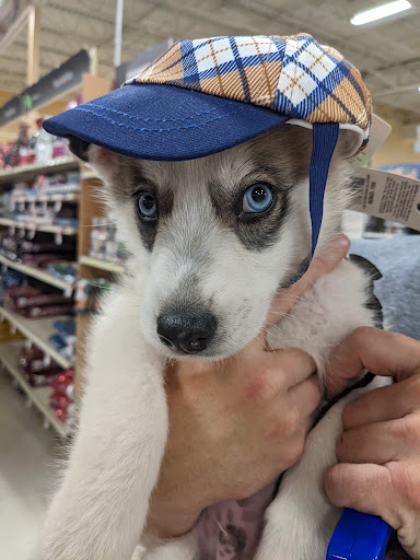 Pet Supply Store «PetSmart», reviews and photos, 1125 Hover St, Longmont, CO 80501, USA