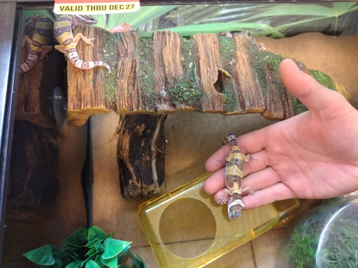 Pet Supply Store «Pet Supermarket», reviews and photos, 1629 Perry Hill Rd, Montgomery, AL 36106, USA