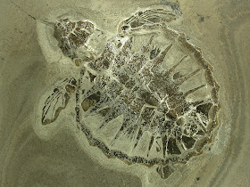 Fossil- og Molermuseet