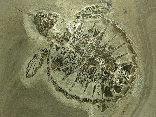 Fossil- og Molermuseet