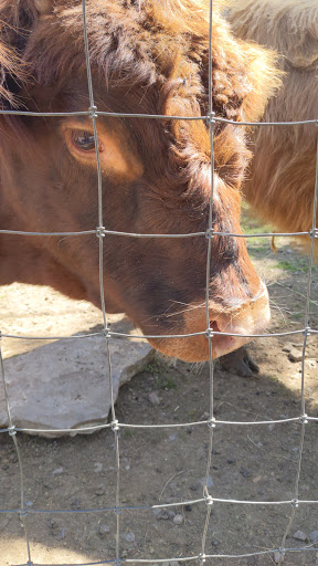Tourist Attraction «Lucky Ladd Farms», reviews and photos, 4374 Rocky Glade Rd, Eagleville, TN 37060, USA