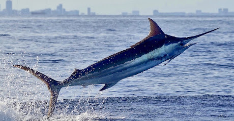 South Florida Blue Marlin Challenge