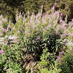 Photo n°7 de l'avis de Ulli.l fait le 15/08/2022 à 14:31 sur le  Obere Gewingesalm à Ratschings