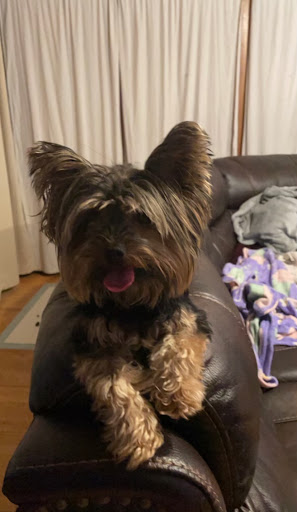 Pet Supply Store «Woof Woof Puppies & Boutique», reviews and photos, 29555 Northwestern Hwy, Southfield, MI 48034, USA