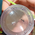 Photo n° 2 de l'avis de gwladys.a fait le 27/09/2021 à 16:41 pour Micropolis, la Cité des insectes à Saint-Léons