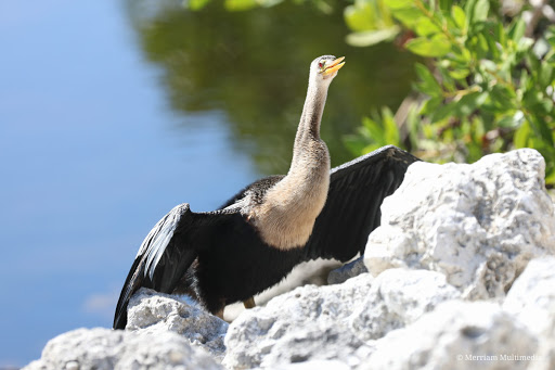 Wildlife Refuge «Ding Darling Wildlife Refuge», reviews and photos, 1 Wildlife Dr, Sanibel, FL 33957, USA