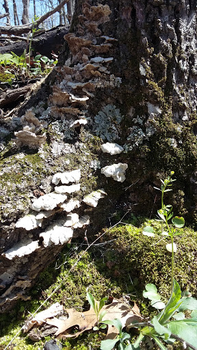 Nature Preserve «Engelmann Woods Natural Area», reviews and photos, 2360 Hwy D, Boles Township, MO 63304, USA